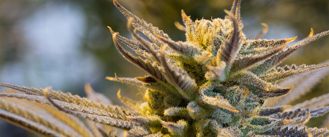 показать как выглядят семена конопли в сайте марихуаны