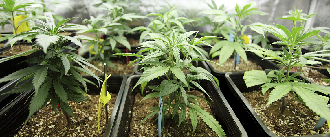 Подкормка растений конопля колются своей марихуаной